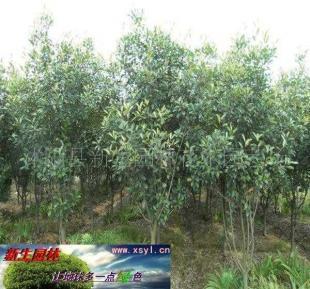 供應(yīng)8-1-150-200cm高桿紅葉石楠 園林景觀的優(yōu)選植物