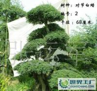 泰安千百卉園林 專業(yè)供應(yīng)各類綠化苗木，打造綠色生態(tài)家園